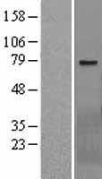 GALNT17 Human Over-expression Lysate