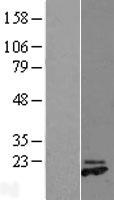 GREM2 Human Over-expression Lysate