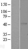 EDAR Human Over-expression Lysate