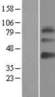 SAMSN1 Human Over-expression Lysate