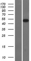 SMOC2 Human Over-expression Lysate