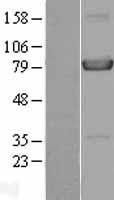HPS4 Human Over-expression Lysate