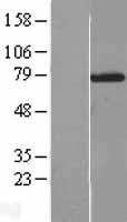 NXF2 Human Over-expression Lysate