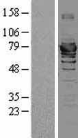 HSPA2 Human Over-expression Lysate
