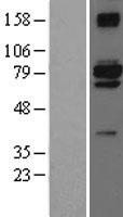 Twinkle (TWNK) Human Over-expression Lysate