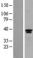 SAV1 Human Over-expression Lysate