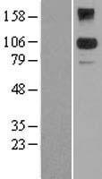 BACH2 Human Over-expression Lysate