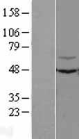 C3IP1 (KLHL12) Human Over-expression Lysate