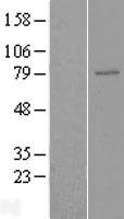 ENPP5 Human Over-expression Lysate