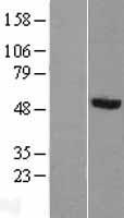 PRUNE (PRUNE1) Human Over-expression Lysate