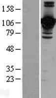 Junctional Adhesion Molecule 2 (JAM2) Human Over-expression Lysate