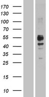 SLAMF7 Human Over-expression Lysate