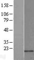 MRPL23 Human Over-expression Lysate