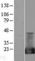 Cyclophilin A (PPIA) Human Over-expression Lysate