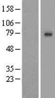 SLCO1A2 Human Over-expression Lysate