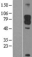 DAB1 Human Over-expression Lysate