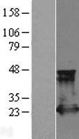 RAP2A Human Over-expression Lysate
