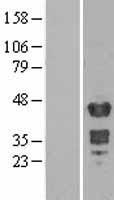 MBNL1 Human Over-expression Lysate