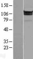 MOV10 Human Over-expression Lysate