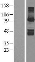 Gephyrin (GPHN) Human Over-expression Lysate