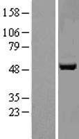 APMAP Human Over-expression Lysate
