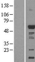 CaMKI gamma (CAMK1G) Human Over-expression Lysate