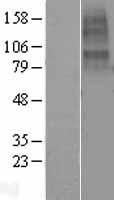 CHRNA10 Human Over-expression Lysate