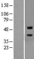 Repulsive Guidance Molecule A (RGMA) Human Over-expression Lysate