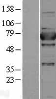 XPNPEP1 Human Over-expression Lysate