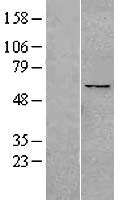 PPAN Human Over-expression Lysate