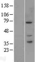 PAK6 Human Over-expression Lysate