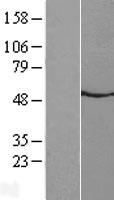 NMUR2 Human Over-expression Lysate