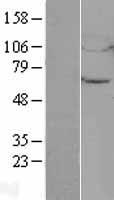 UBQLN4 Human Over-expression Lysate