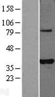 PLEKHA3 Human Over-expression Lysate
