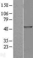 PDE7B Human Over-expression Lysate