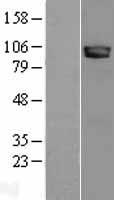 Neuroligin 3 (NLGN3) Human Over-expression Lysate