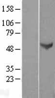 RAP1 (TERF2IP) Human Over-expression Lysate