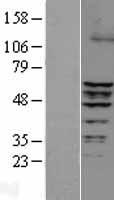ERRFI1 Human Over-expression Lysate