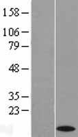 Cytochrome C (CYCS) Human Over-expression Lysate