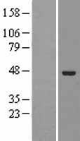 ELAC1 Human Over-expression Lysate