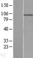 MCM10 Human Over-expression Lysate