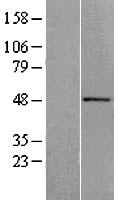 ACTR10 Human Over-expression Lysate