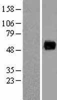 PAG (PAG1) Human Over-expression Lysate