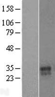 VNN3 Human Over-expression Lysate