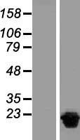 NUDT15 Human Over-expression Lysate