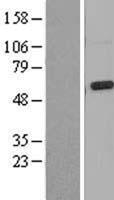 Mucolipin 3 (MCOLN3) Human Over-expression Lysate