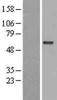 C20orf31 (EDEM2) Human Over-expression Lysate