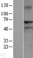 RNF220 Human Over-expression Lysate