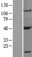 MRPS10 Human Over-expression Lysate