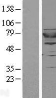 GSPT2 Human Over-expression Lysate